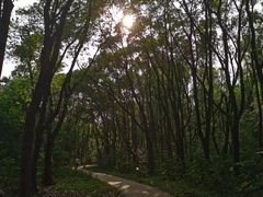 -昆山城市生态森林公园