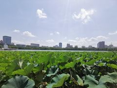 -莲花池公园