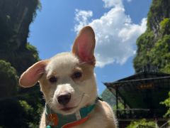 -贝利宠物医院·骨科·眼科·肿瘤转诊中心(南坪诊疗中心)