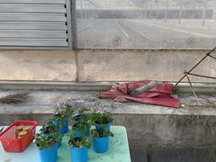 -喜杨洋草莓采摘园