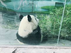 -上海野生动物园