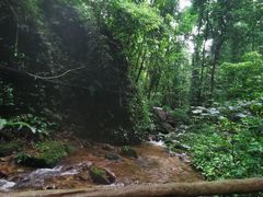 -莫里热带雨林景区
