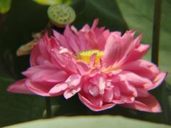 -荔湾湖公园