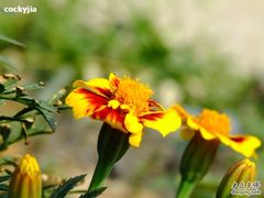-白草畔自然风景区