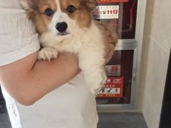 -艾贝尔宠物医院 ·内科全科(梁溪路店)