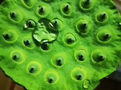 -西湖外事游船(湖滨二公园外事游船码头)