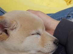 -逗柴咖啡屋·狗咖猫咖宠物桌游