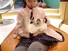 -飞行喵MR PILOT|猫舍·猫咖(静安大融城店)