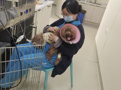 -心语宠物医院·急重症转诊中心·瑞辰华诺(南青路店)