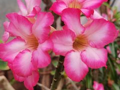 -北京植物园-展览温室