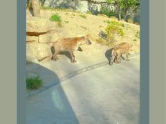 -北京野生动物园