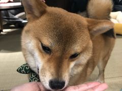 -逗柴咖啡屋·狗咖猫咖宠物桌游