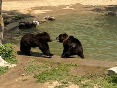 -石家庄市动物园