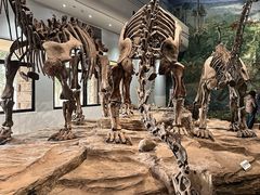 -自贡恐龙博物馆