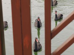 -泉州海丝野生动物世界