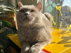 -平行世界·猫咖(首经贸店)