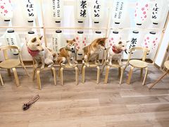 -柴迷FANS CLUB·柴犬狗咖·猫咖