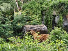 -海南热带野生动植物园