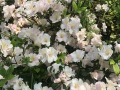 -木兰云雾山