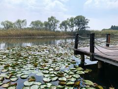 -苏州太湖湖滨国家湿地公园
