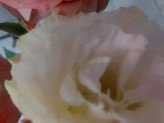 -循礼门鲜花花市(武汉循礼门店)