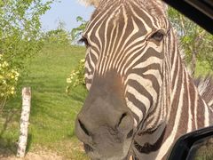 -北京野生动物园