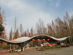 -东平国家森林公园