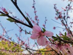 -南汇桃花村