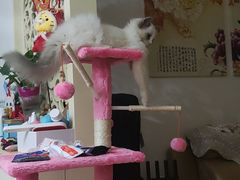 -欣宠猫屋·矮脚拿破仑·蓝金金渐层