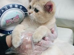 -lincat·猫舍(广州店)