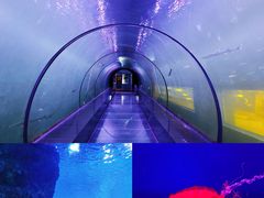 -西安曲江海洋极地公园