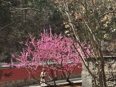 -潭柘寺景区