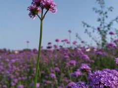 -天津包子铺·海鲜家常菜(北戴河店)