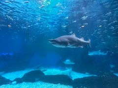 -海合安成都极地海洋公园