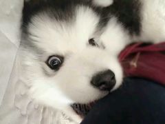 -特一安24小时宠物医院·骨科·中兽医