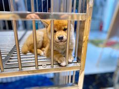 -柴源莊·柴小宠柴犬咖啡