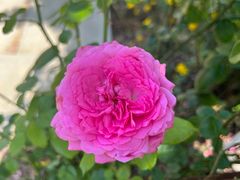 -紫颐香薰山谷景区