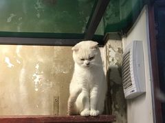 -猫咪博物馆(顶澳仔猫街店)
