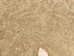 -日照海滨国家森林公园