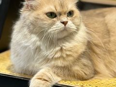 -琪喵猫屋·撸猫猫咖·猫舍