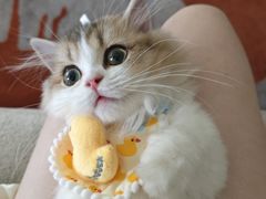 -momokira米努特·德文卷毛猫·棉花面纱犬