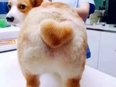 -瑞鹏宠物医院·骨科·猫科·内科(第一中心)