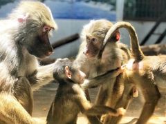 -西安秦岭野生动物园