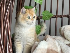 -lincat·猫舍(广州店)