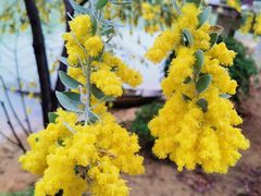 -广州白江湖森林公园