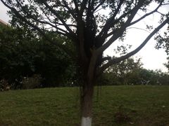 -华南理工大学(大学城校区)
