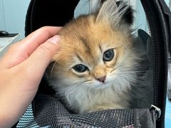 -纳吉亚猫专科动物诊疗中心(蒋宅口分院)