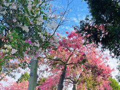 -东莞植物园