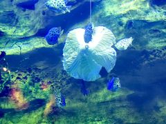 -珠海长隆海洋王国