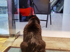 -藏猫猫咖啡主题馆(中央大道店)